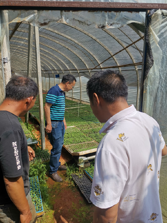 3-鏌ョ湅涓嵂鏉愮畫鏂偛鑻楁儏鍐?jpg